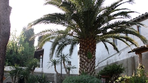 Un muro de piedra con una palmera frente a un edificio de fachada blanca y una pérgola de madera.