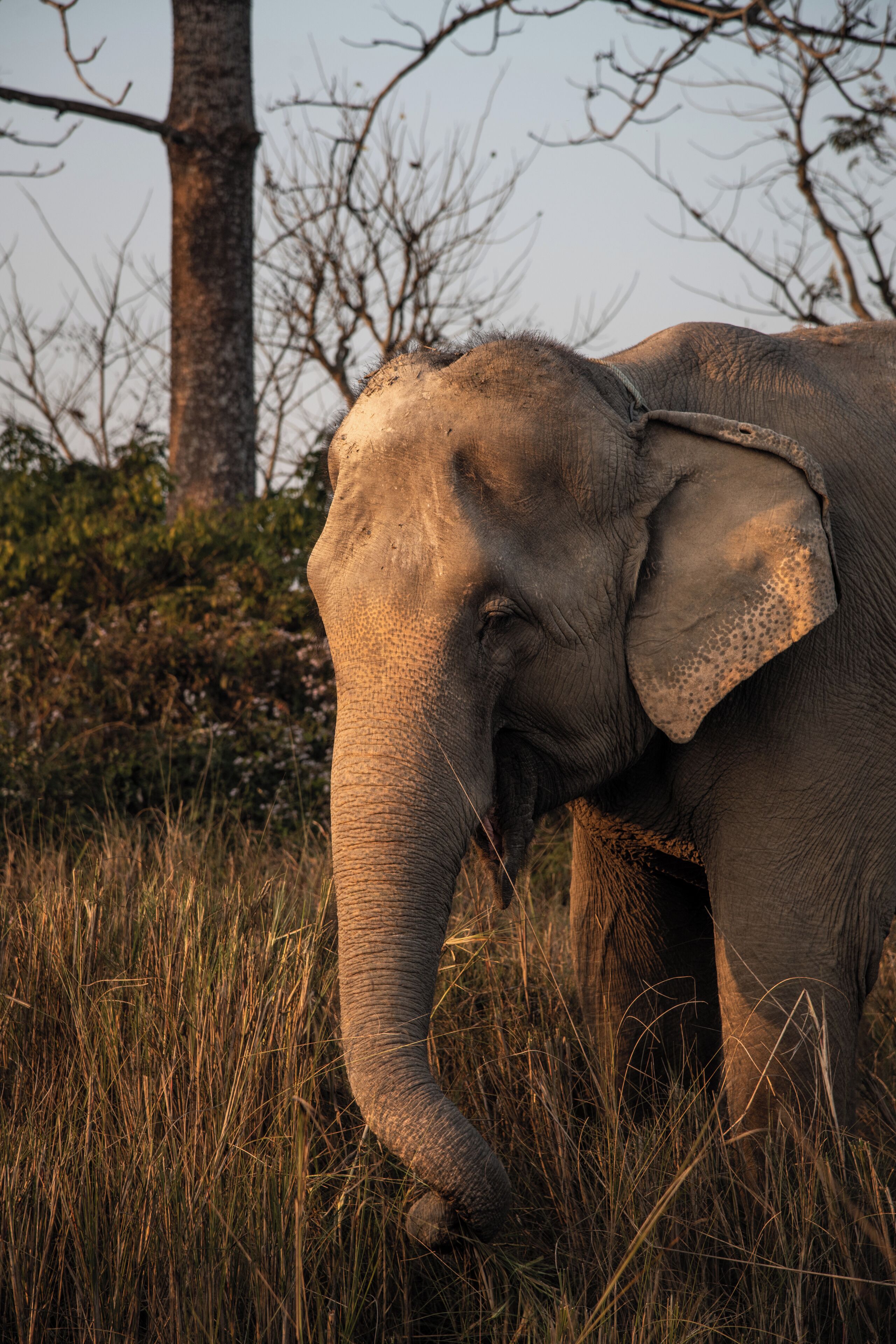 Un elefante en un entorno natural, con hierba alta y árboles al fondo.