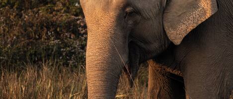 Un elefante en un entorno natural, con hierba alta y árboles al fondo.