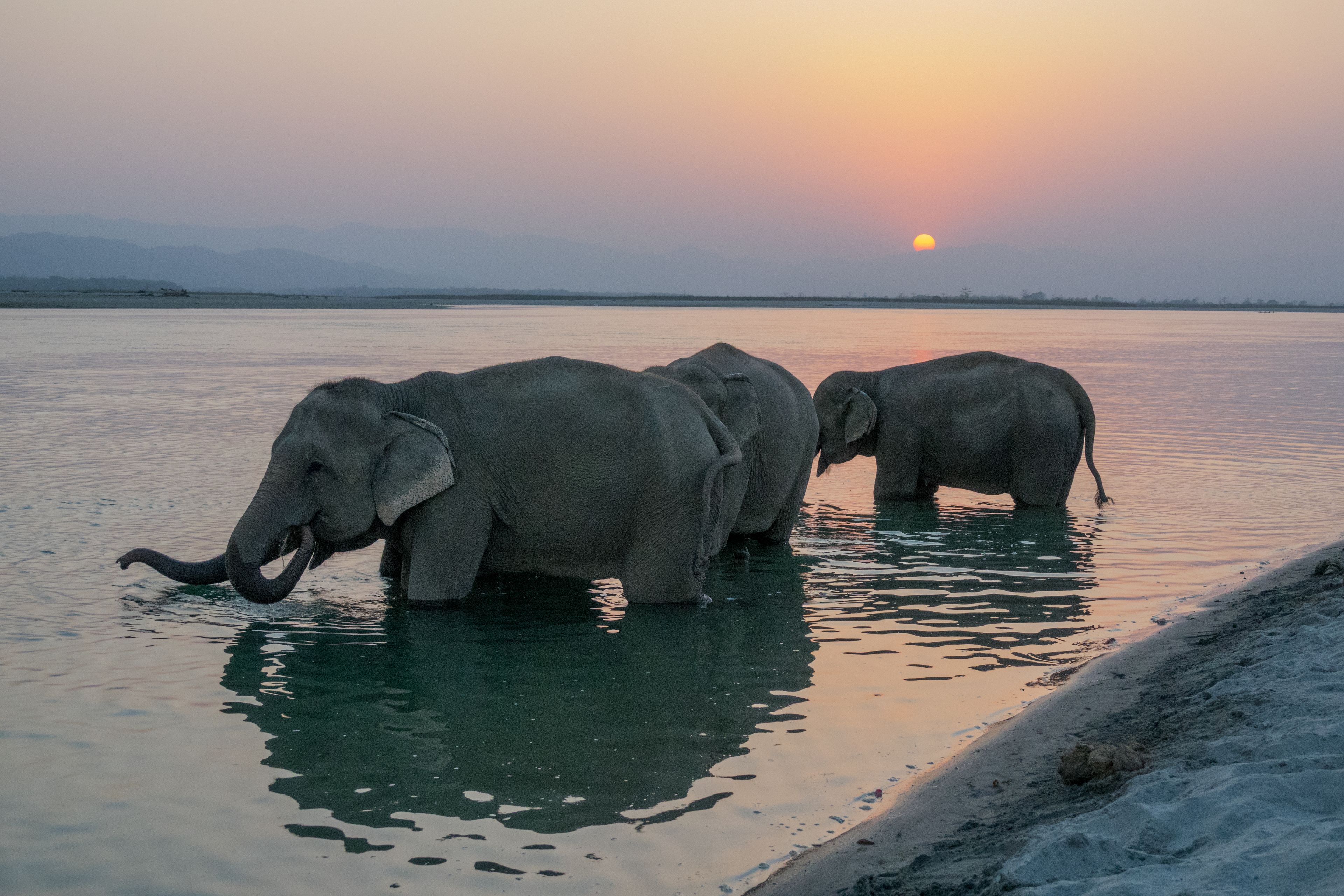 Dois elefantes em um corpo de água durante o pôr do sol.