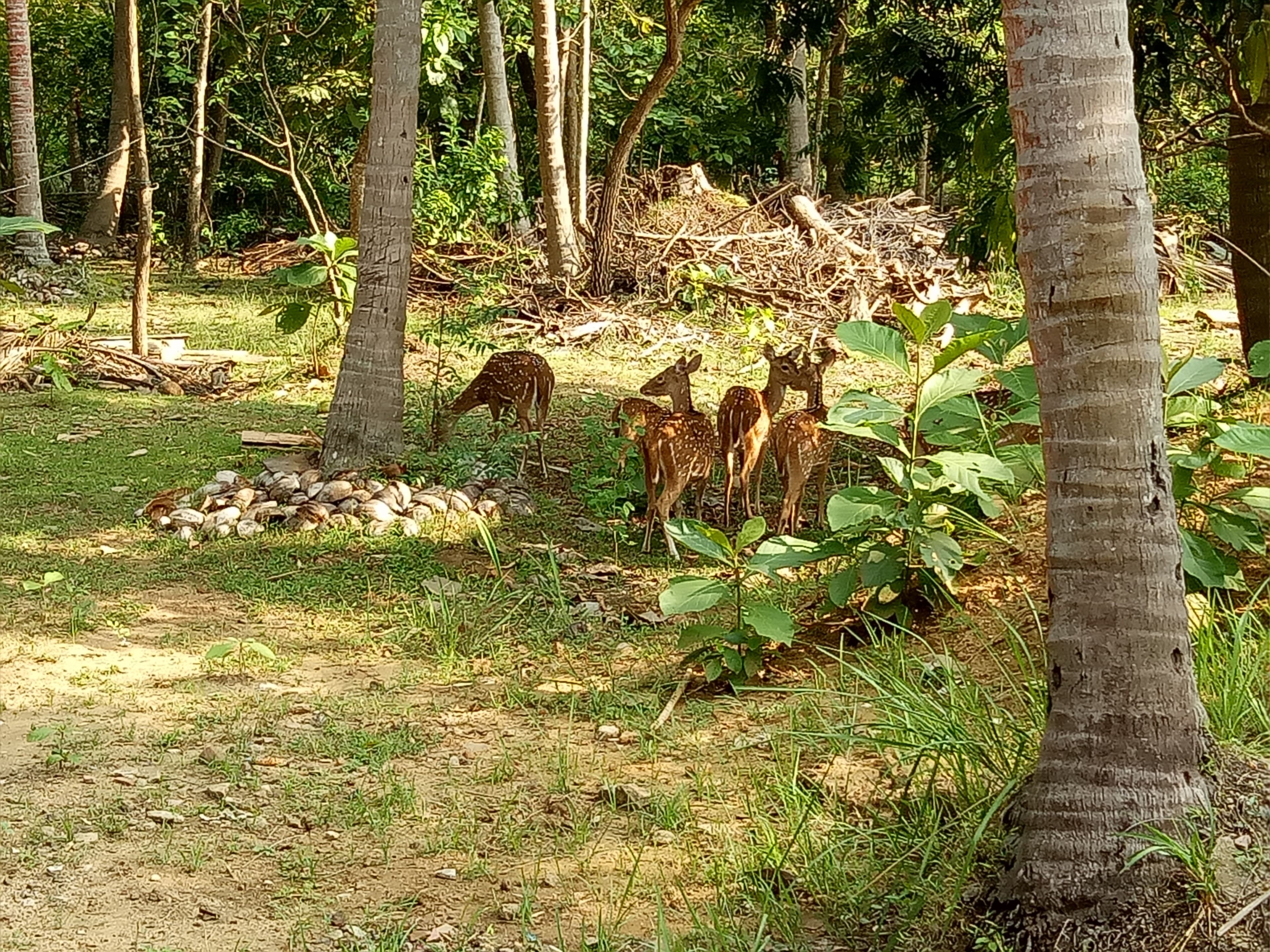 A natural outdoor setting with trees, a pile of stones, and several deer.