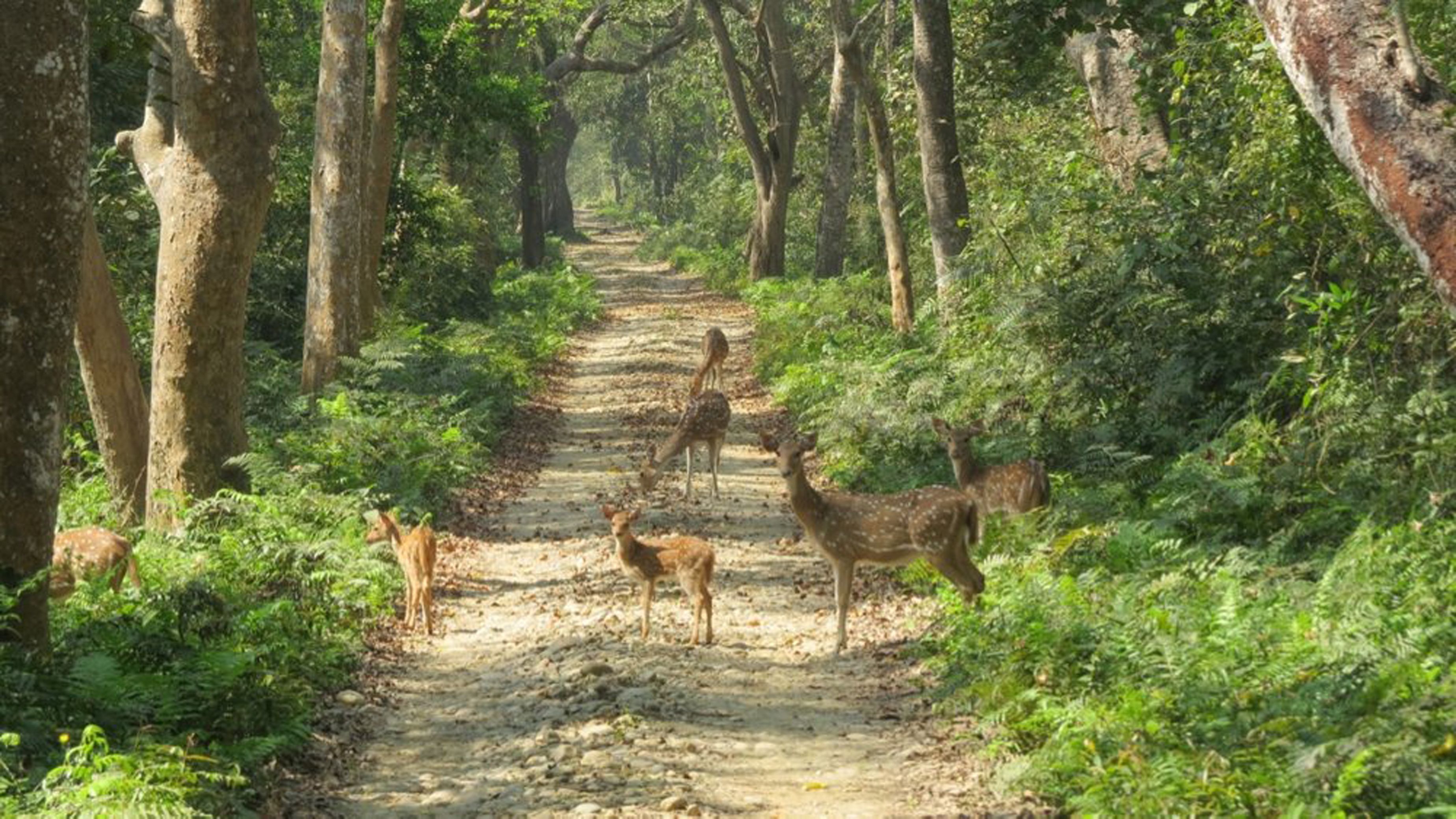 A dirt path surrounded by dense green foliage and trees.