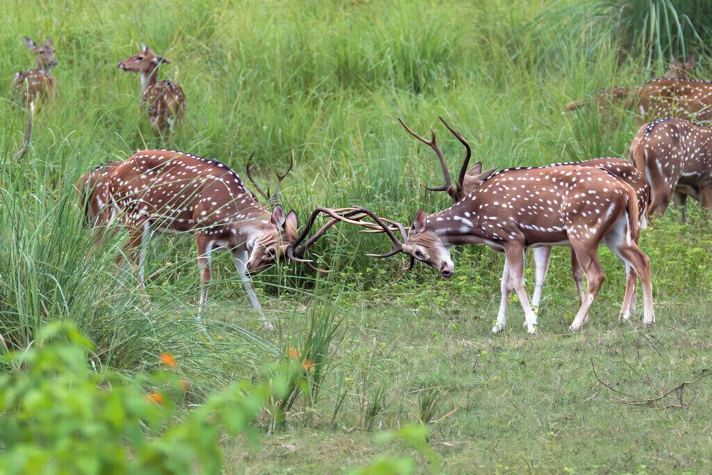 A group of deer in a grassy field.
