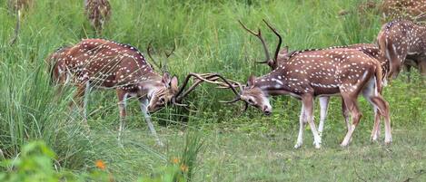 A group of deer in a grassy field.