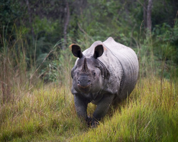 A rhinoceros in a grassy field with trees in the background. - Tiger Tops Karnali Lodge (Thakudwara)