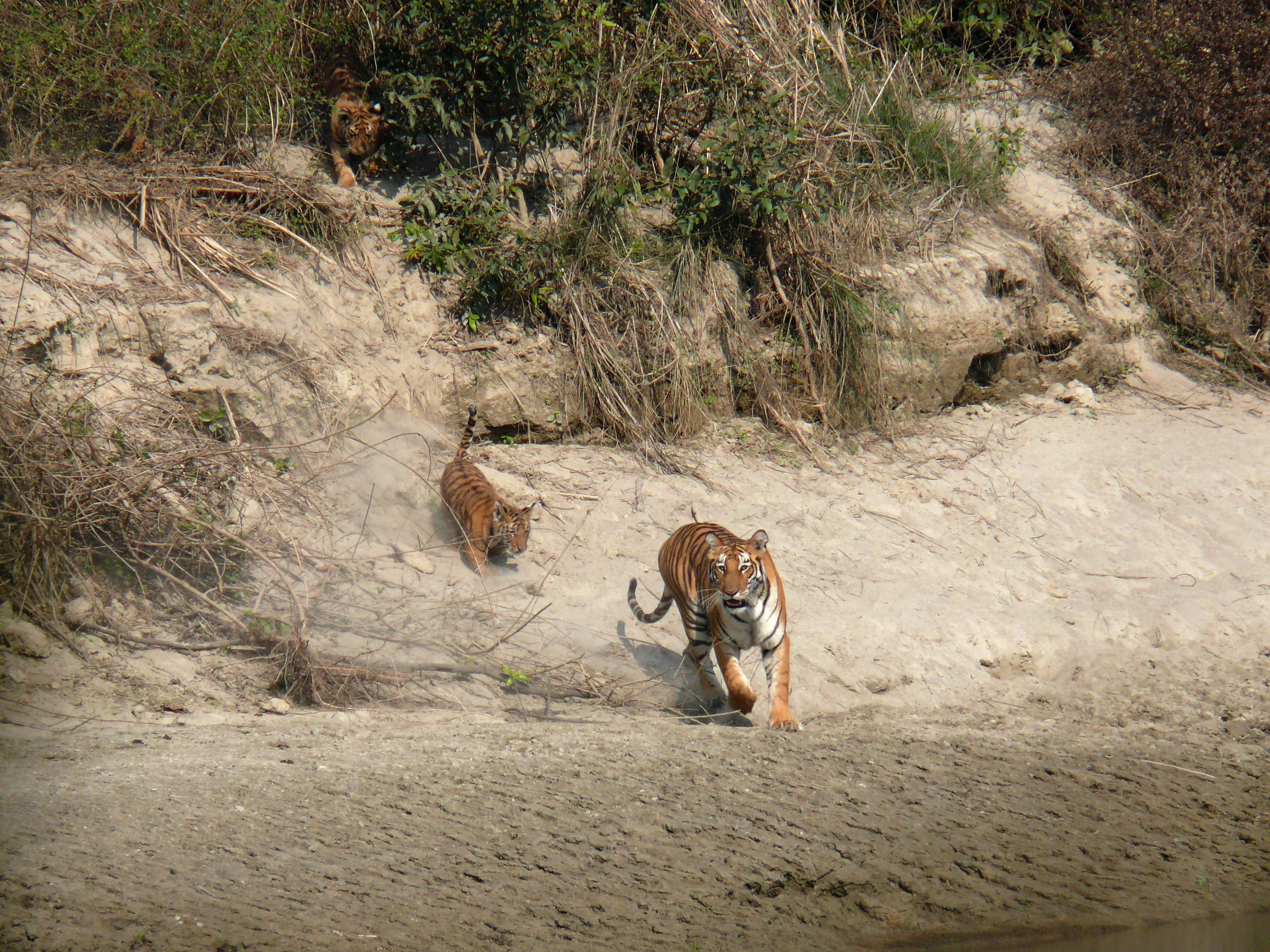 A tiger walking on a sandy path surrounded by sparse vegetation.