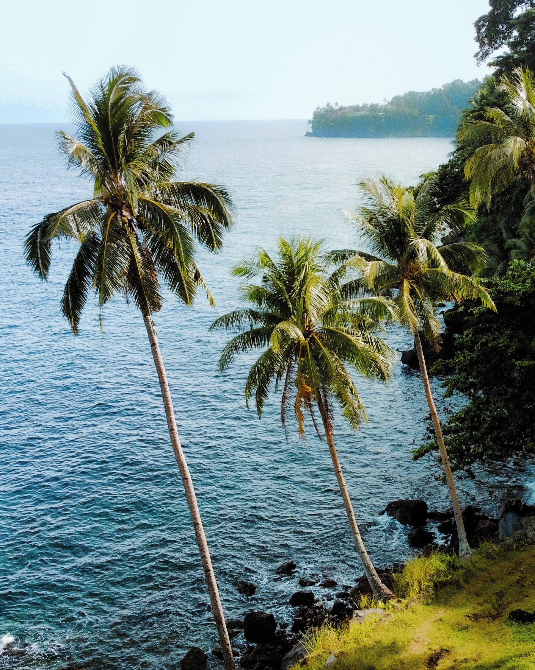 A coastal scene with palm trees and a view of the ocean.