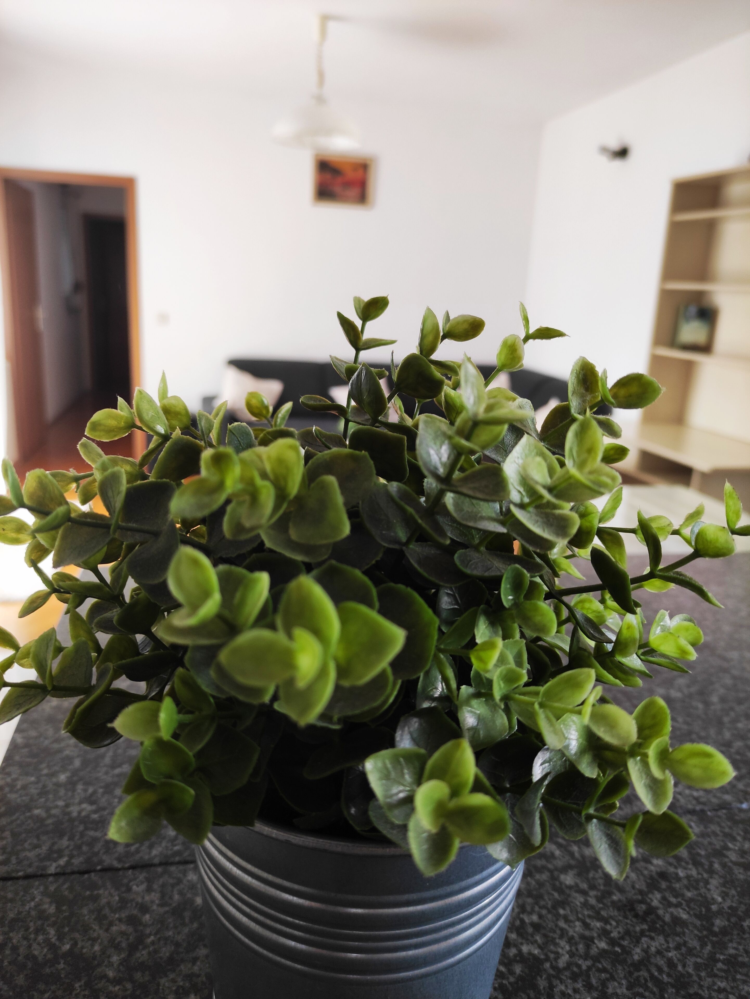 Uma planta em vaso com folhas verde-escuras num vaso preto.