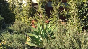 A garden with various plants and a wooden fence in the background. - STUDIO AWESOMENESS FOR YOU LMU SILICON BCH VENICE (Los Angeles)