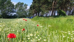 A field of wildflowers with tall grasses and a line of trees in the background. - Light-flooded apartment with private sauna! Beach walking distance, with dog! (Hohenkirchen)