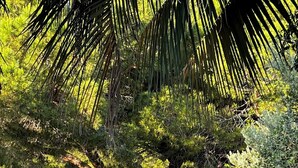 Un exuberante jardín con diversas plantas y árboles, un banco de piedra y una estructura de madera.