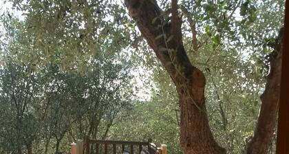 Charming chalet in the heart of the French Riviera