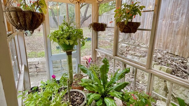 A greenhouse with various potted plants, a hanging plant, and a chandelier.