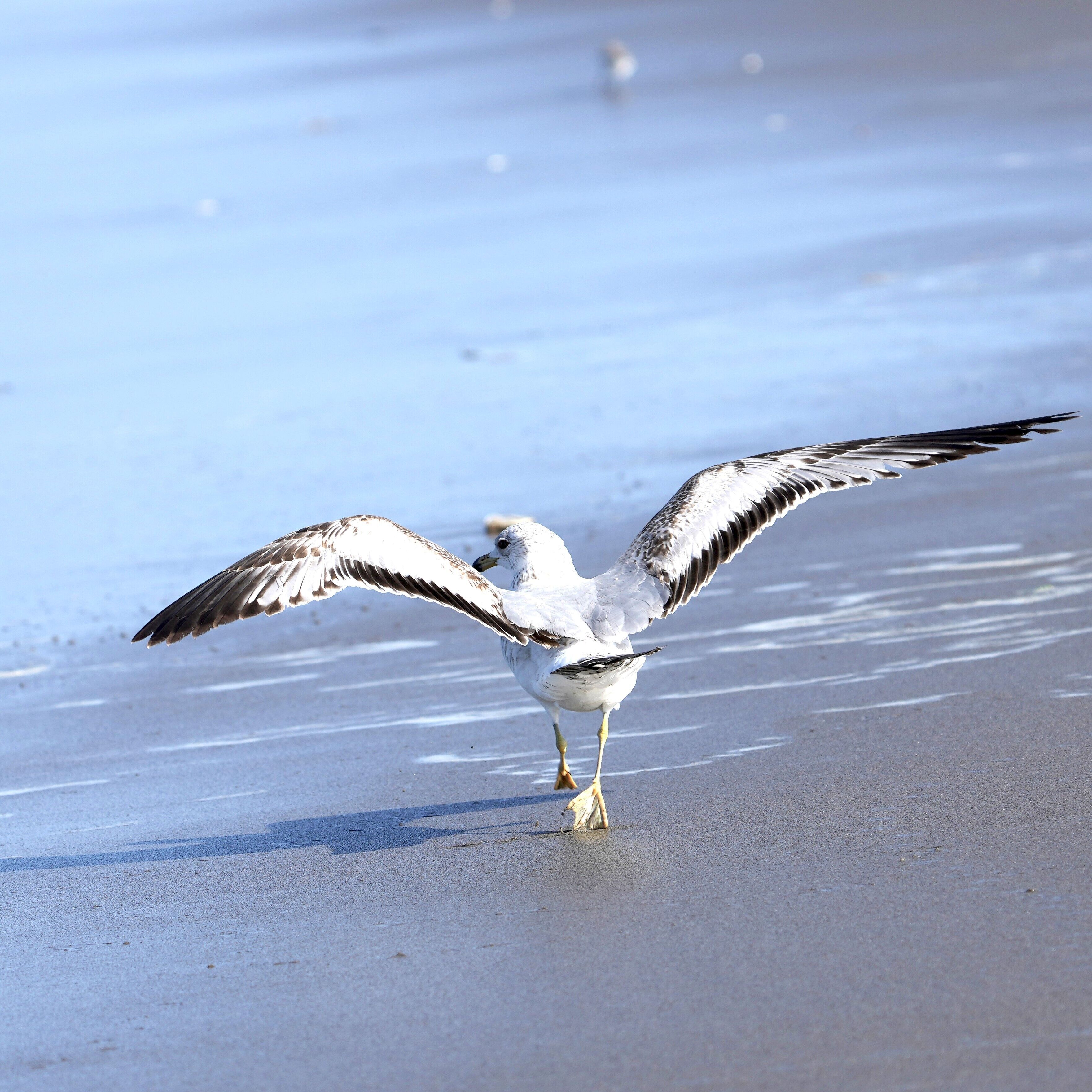 Una gaviota posada en una playa arenosa con las alas extendidas.