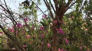 A garden with flowering trees and a dirt path.