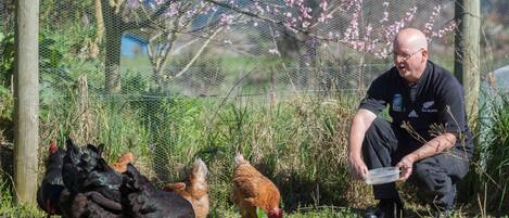 A man crouching next to a chicken coop with a chicken inside.