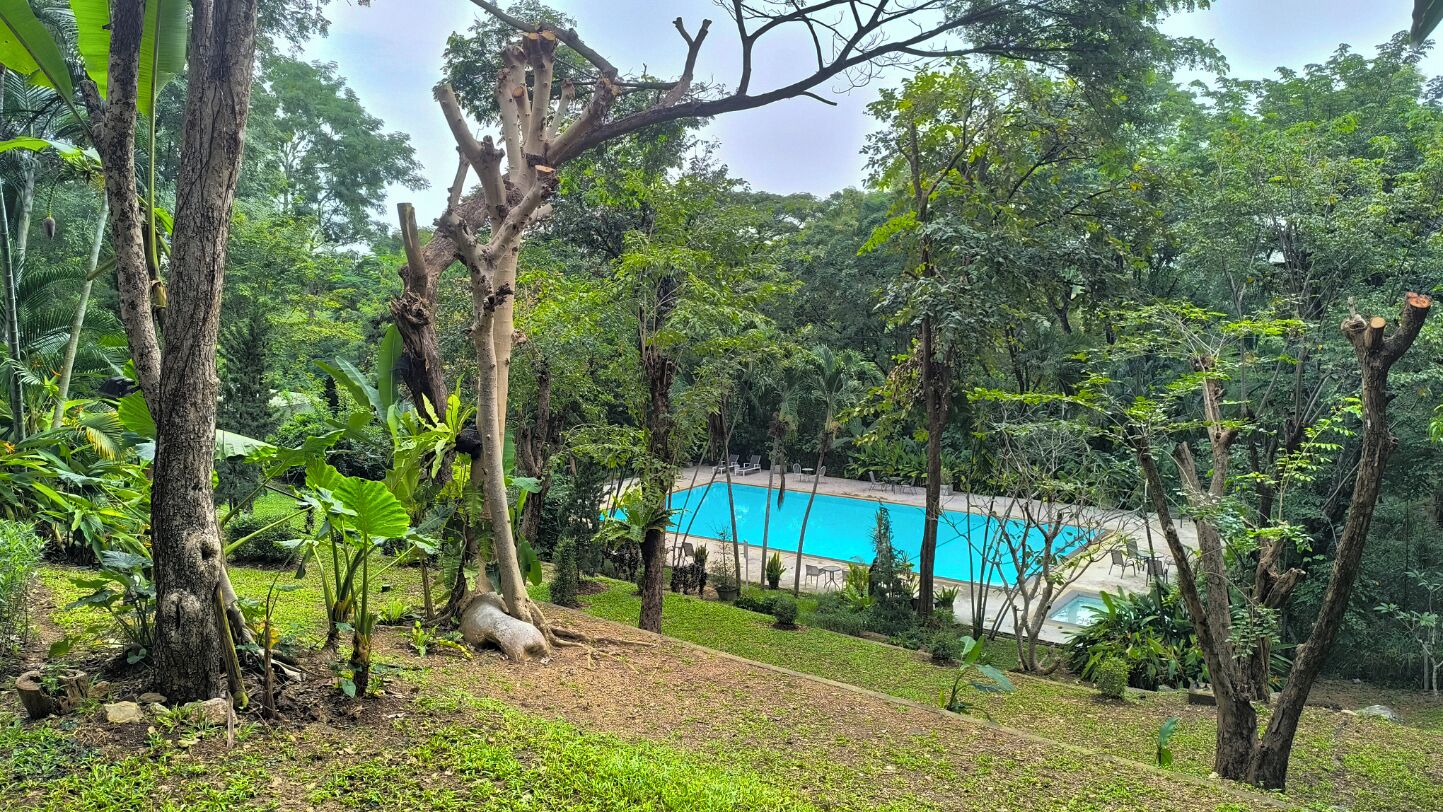 superior room with garden view  | garden view