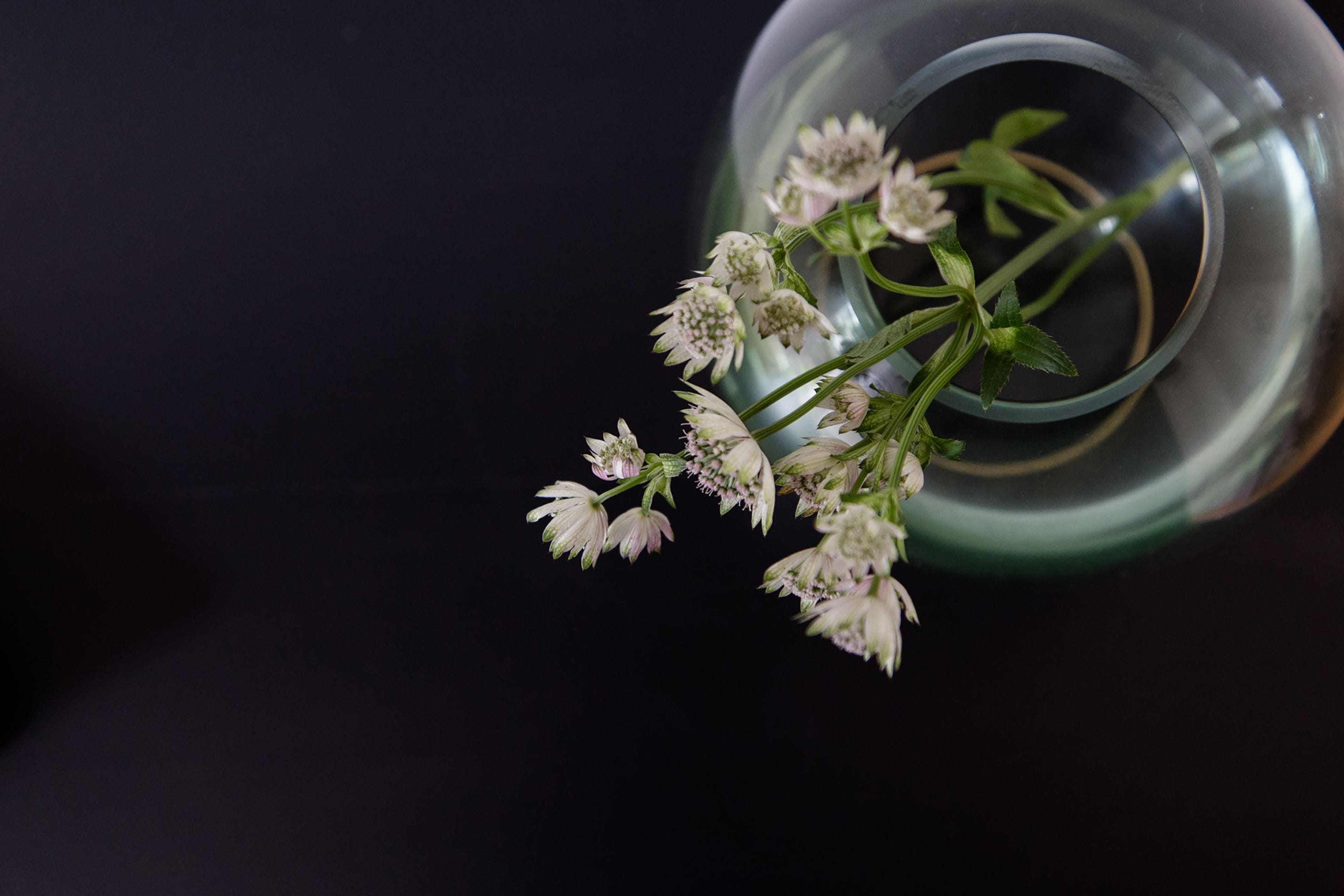 A clear glass vase with a green rim containing white flowers with green leaves.