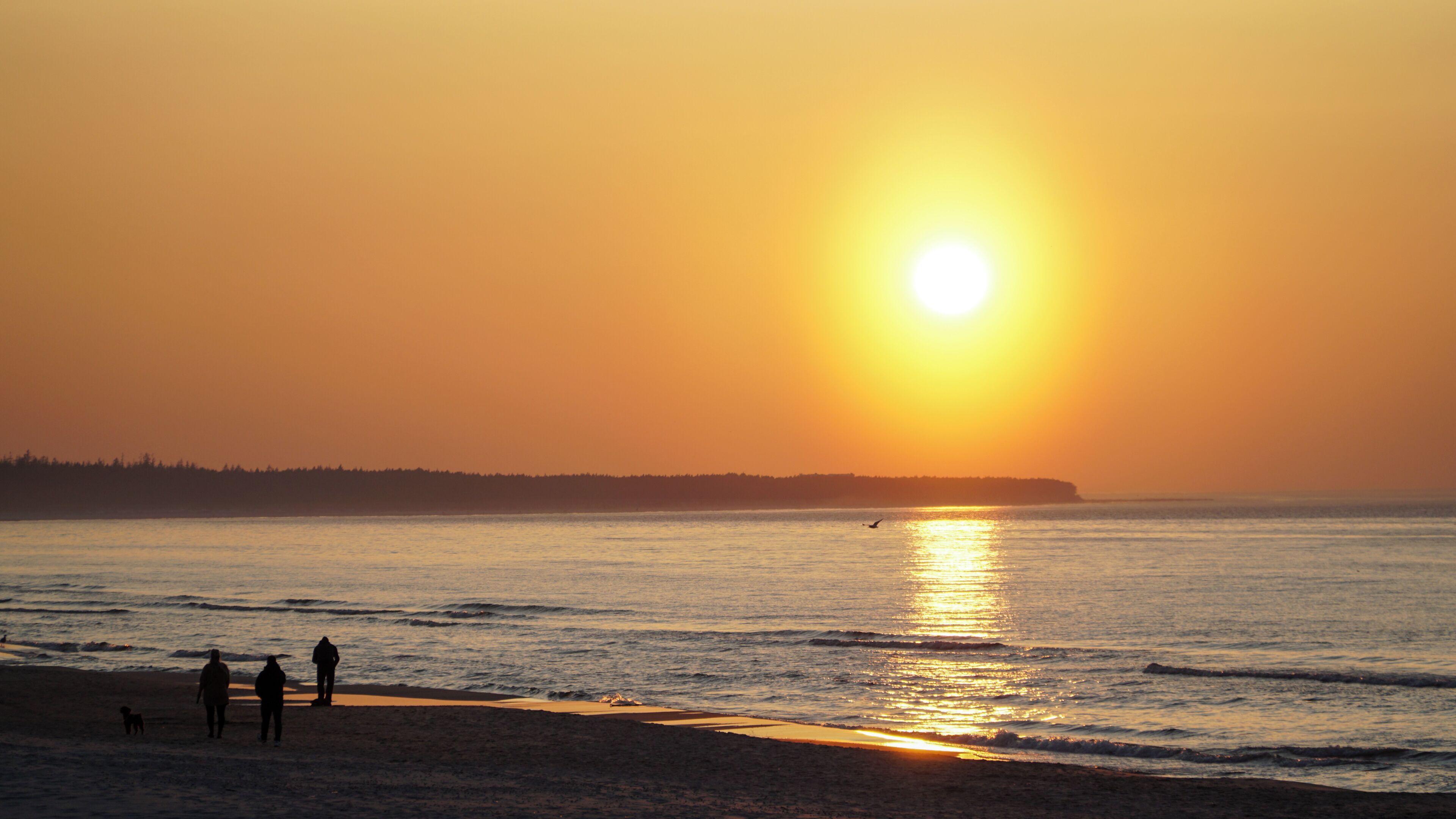 A beach scene with a sunset, calm water, and silhouettes of people and a dog.