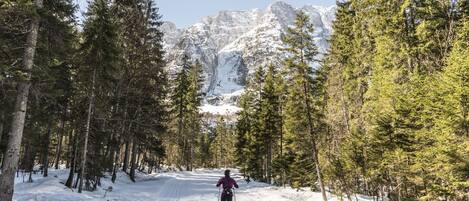 A person skiing down a snow-covered path surrounded by tall evergreen trees, with a mountain range in the background.