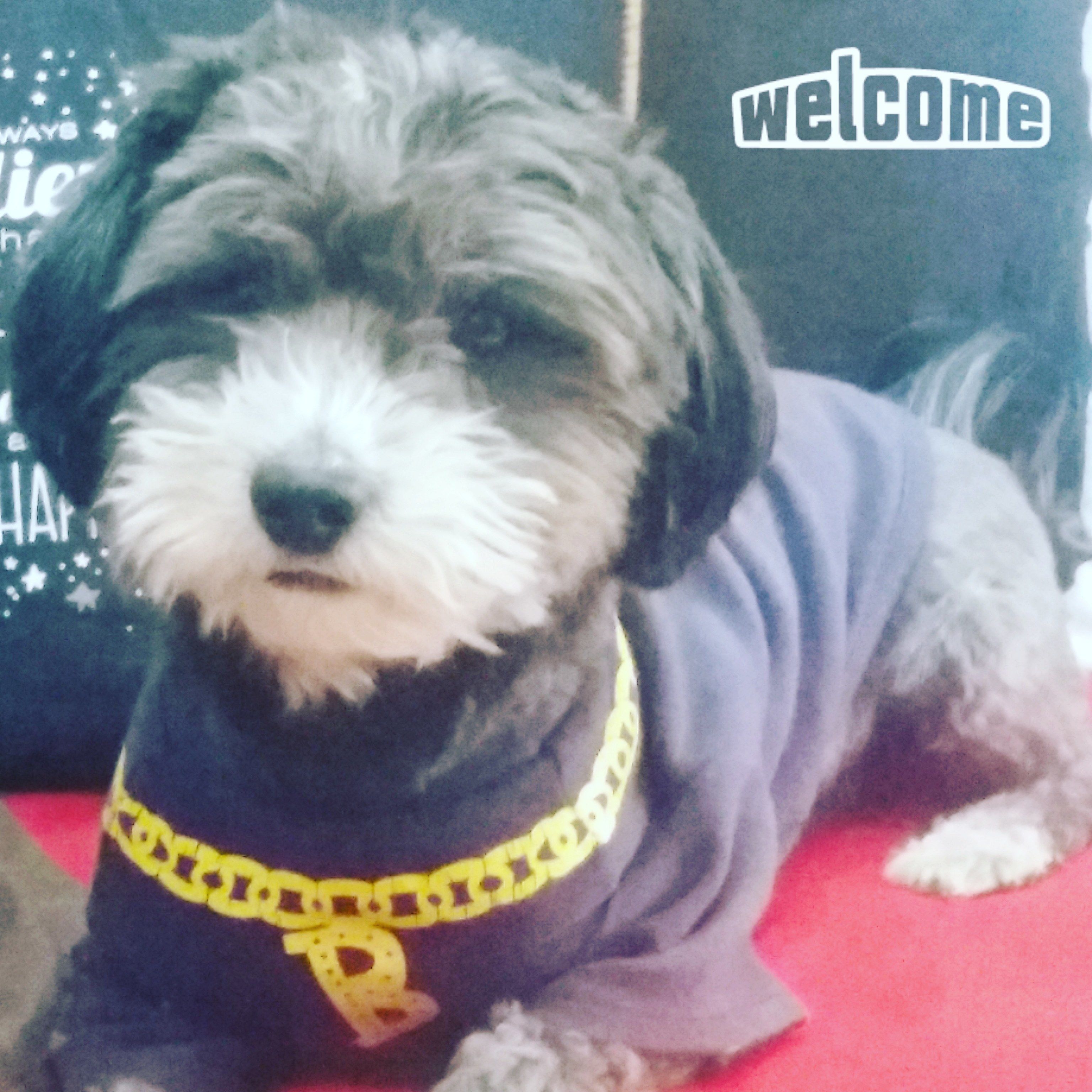 Photo - Guest House Capitao Mor