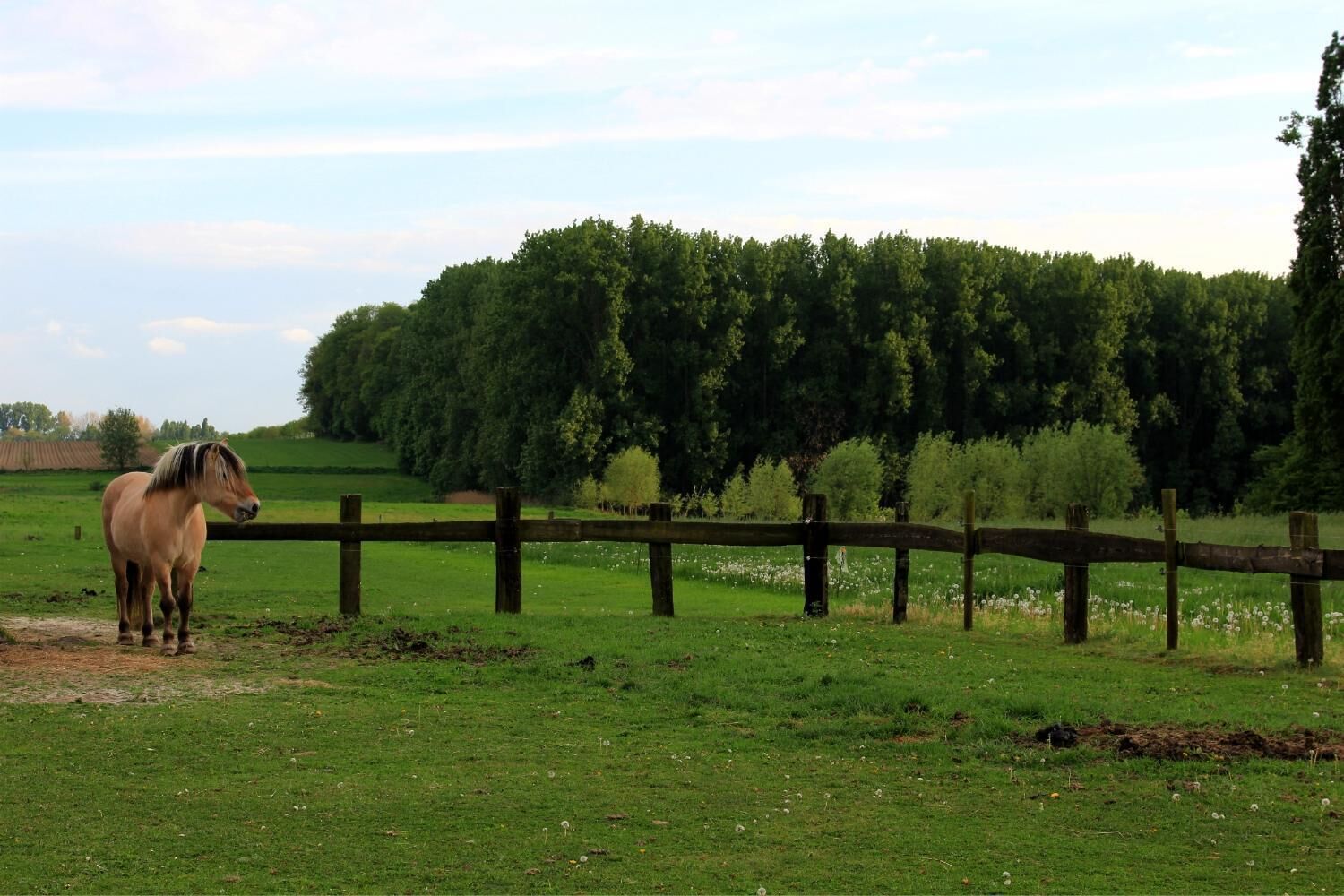 A horse standing in a grassy field with a wooden fence and a dense tree line in the background.