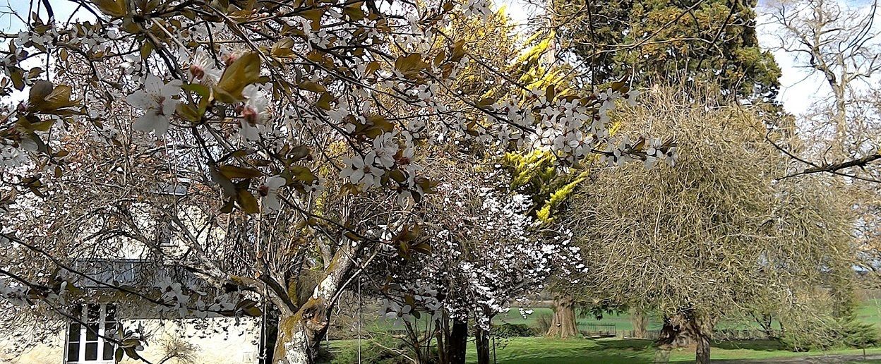 Un parc avec des arbres, un bâtiment et une clôture.