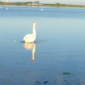 A swan in a calm body of water with a clear reflection. - Nakskov Fjord Camping (Nakskov)