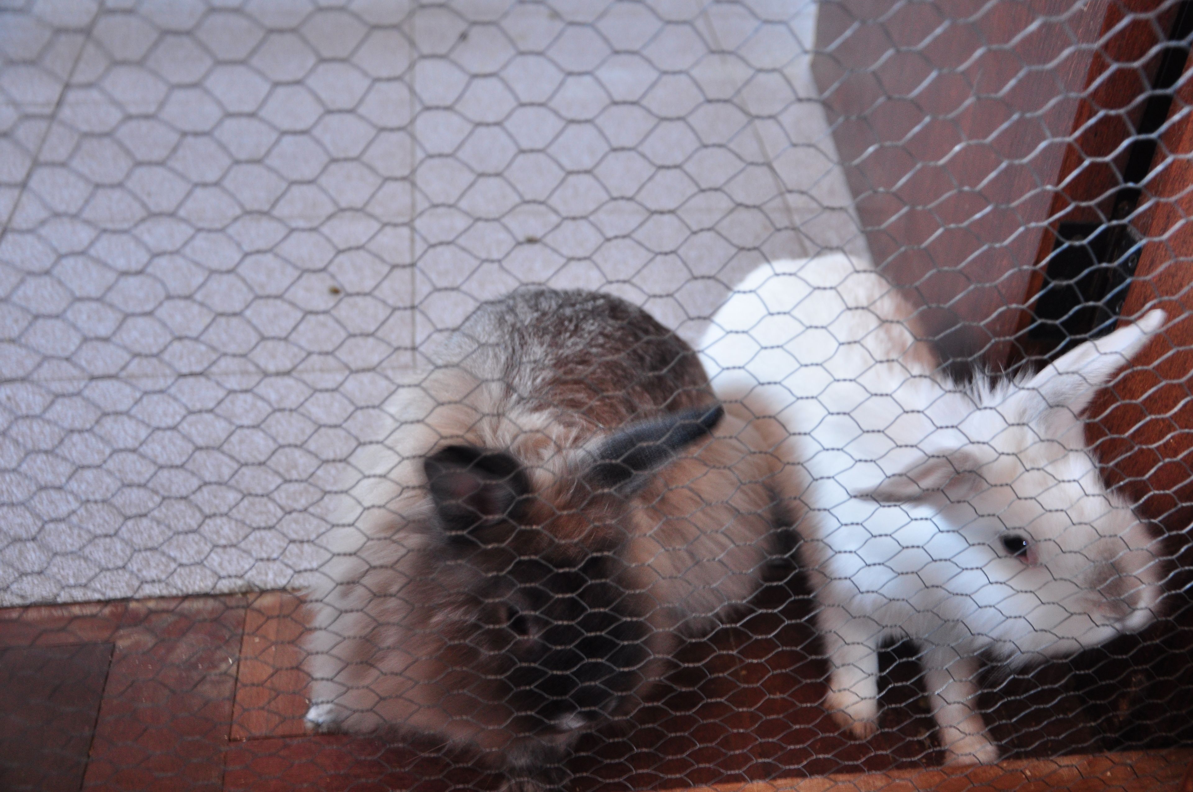 Photo - Hostel Chocolatchê