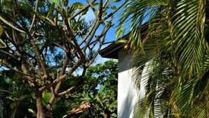 A pathway leading to a building surrounded by lush greenery and a palm tree. - Parrot Villa (Oranjestad)