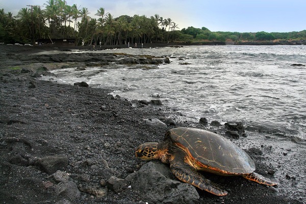 Punalu'u Black Sand Beach---truly a Turtle Paradise!