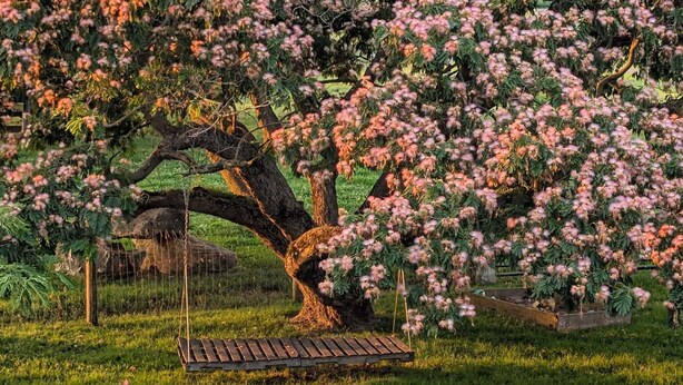 A tree with pink blossoms and a swing in a garden setting. - The Rustic Old Farmhouse Peaceful home in Amish country,10 min from tourist area (Gap)