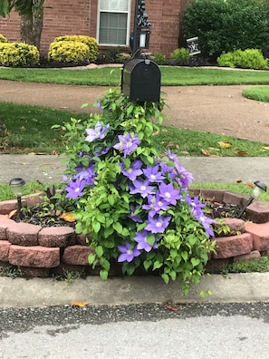 Front mailbox/purple Clematis marks you are in the right place