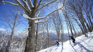 A snowy landscape with bare trees and a clear blue sky. - Yakehashiri Cabin Village (Hachimantai)