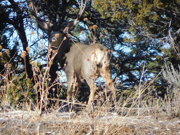 A deer in a natural setting with trees and dry grass.