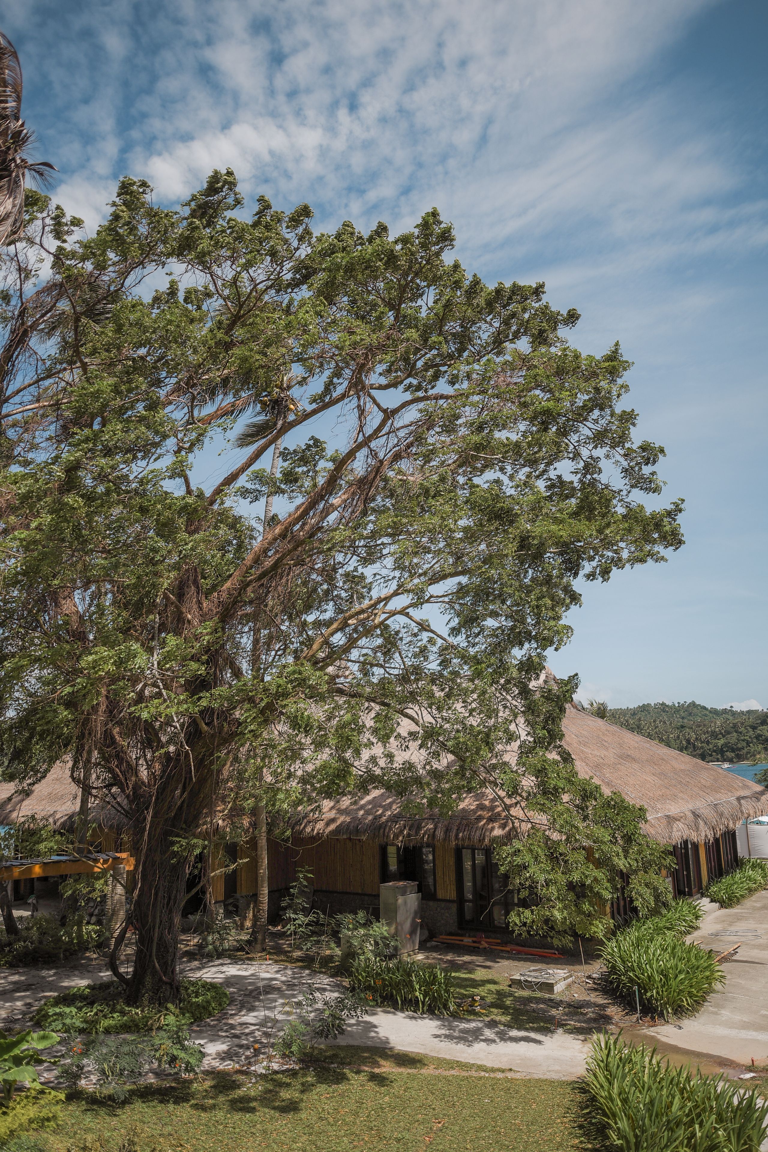 A tropical garden with a large tree, a thatched-roof structure, and a clear sky.