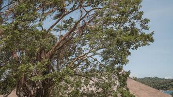 A tropical garden with a large tree, a thatched-roof structure, and a clear sky.