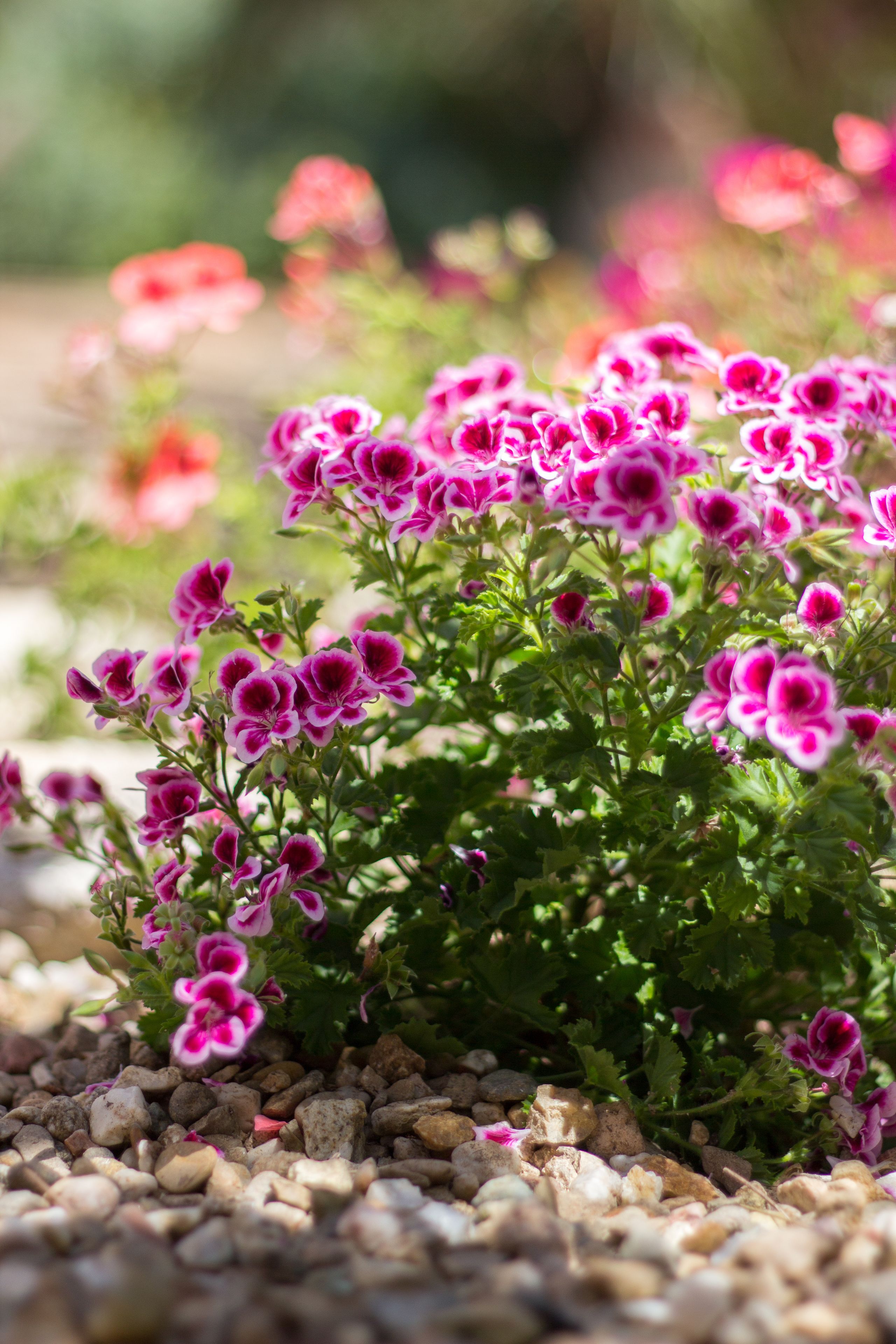 A garden with pink flowers and green foliage.