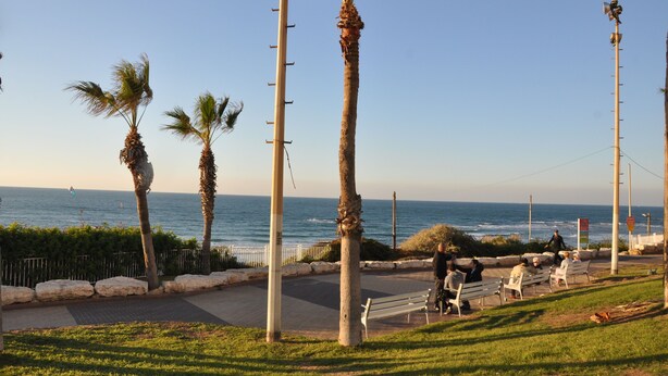 Un paseo marítimo con palmeras, bancos y una vista despejada del mar.
