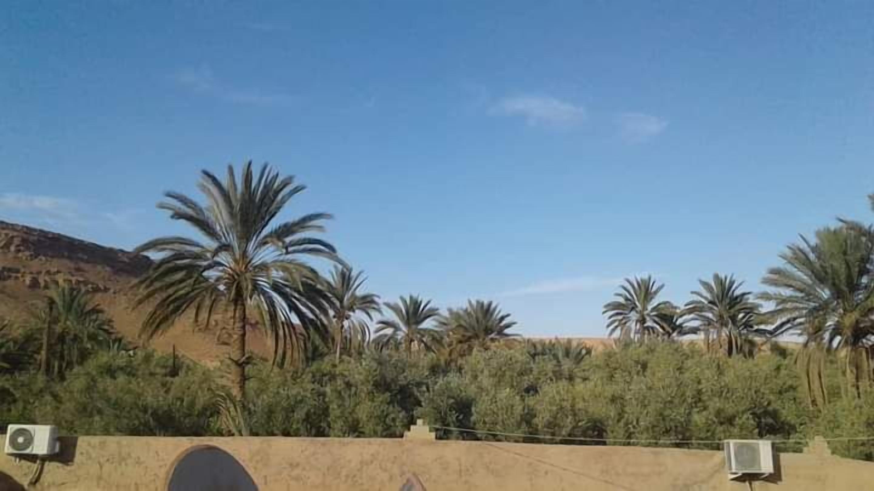 A desert landscape with palm trees and a clear sky.