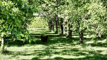 A lush orchard with rows of trees and a chicken walking through the grass.