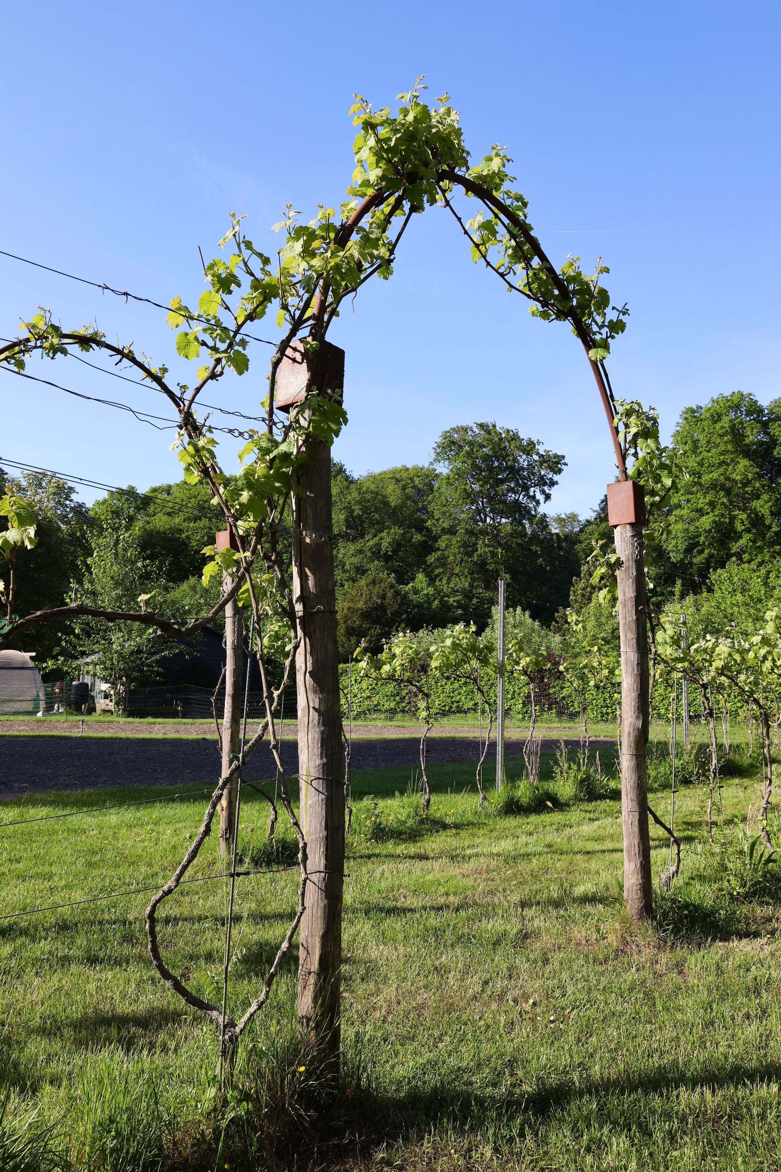Ein Weinberg mit Reben, die von Holzpfählen und Draht gestützt werden.