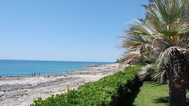 Une plage avec un palmier et une zone herbeuse.
