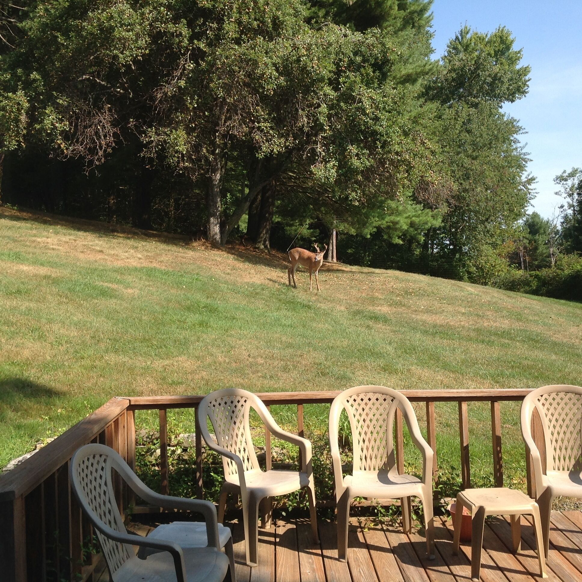 A deck with plastic chairs and a deer in the background.