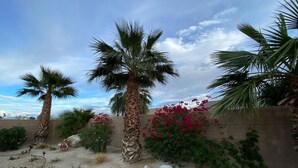 A desert garden with palm trees, flowering plants, and a brick wall. - Sunny Palm Springs Solar Oasis 180° Mountains, 30ft Palms & Boulder Desertscape (Palm Springs)