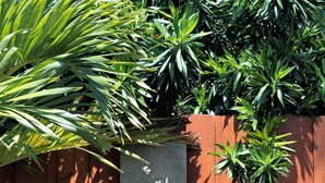 Un bac à fleurs en béton agrémenté d’un élément décoratif aquatique, entouré d’une clôture en bois et d’un feuillage verdoyant et luxuriant.