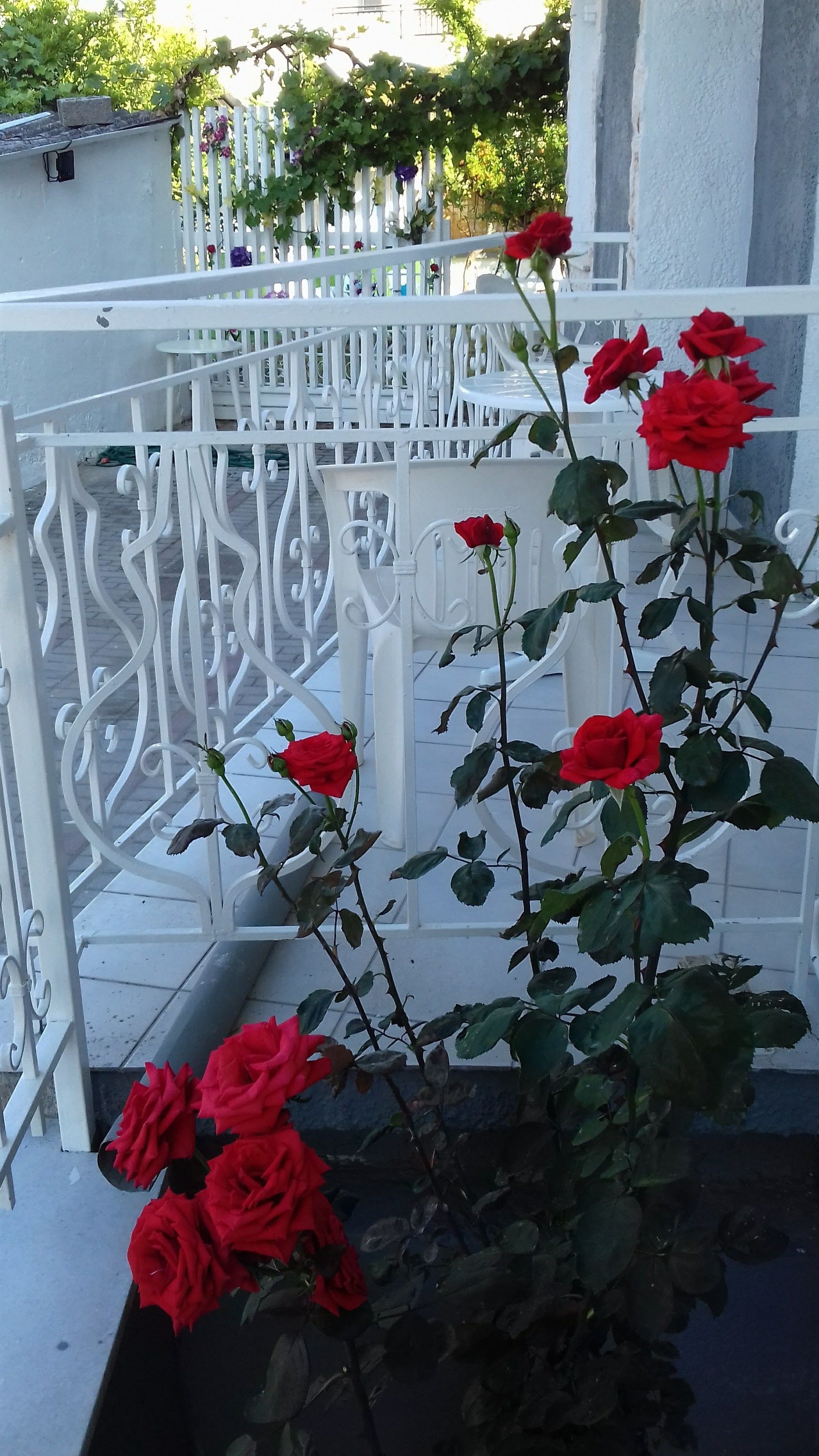 Ein weißes Metallgitter mit aufwendigen Verzierungen, ein Blumentopf mit roten Rosen und ein weißer Zaun im Hintergrund.