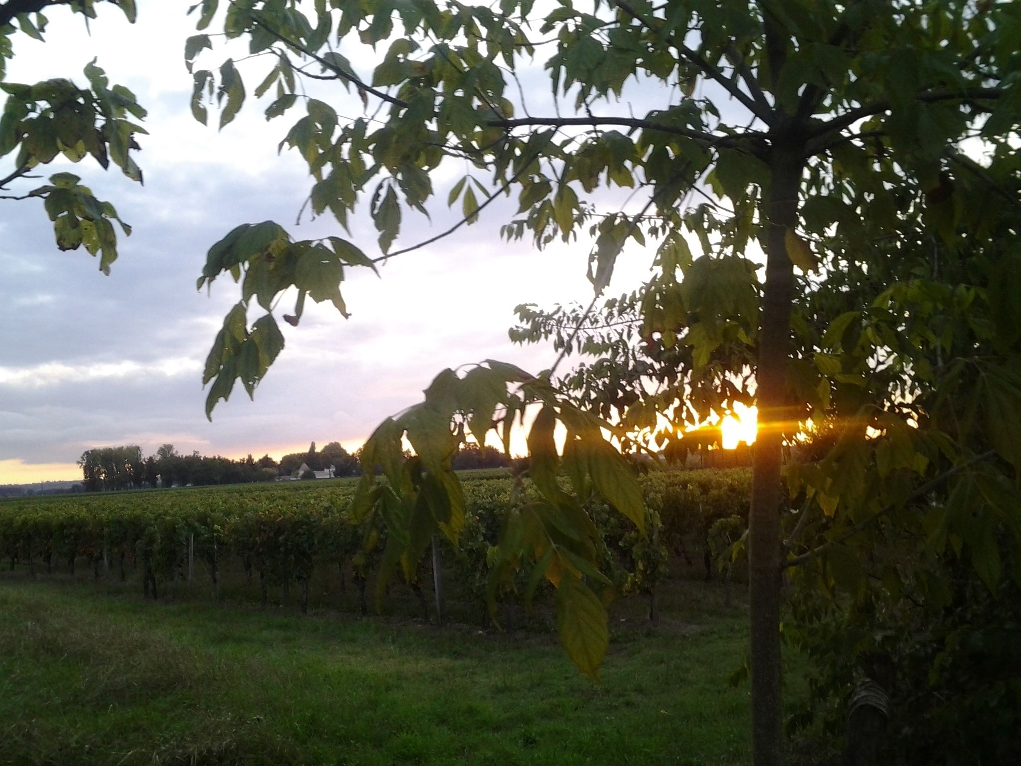Viñedo con hileras de viñas bajo un árbol, con la luz del sol filtrándose entre las hojas.