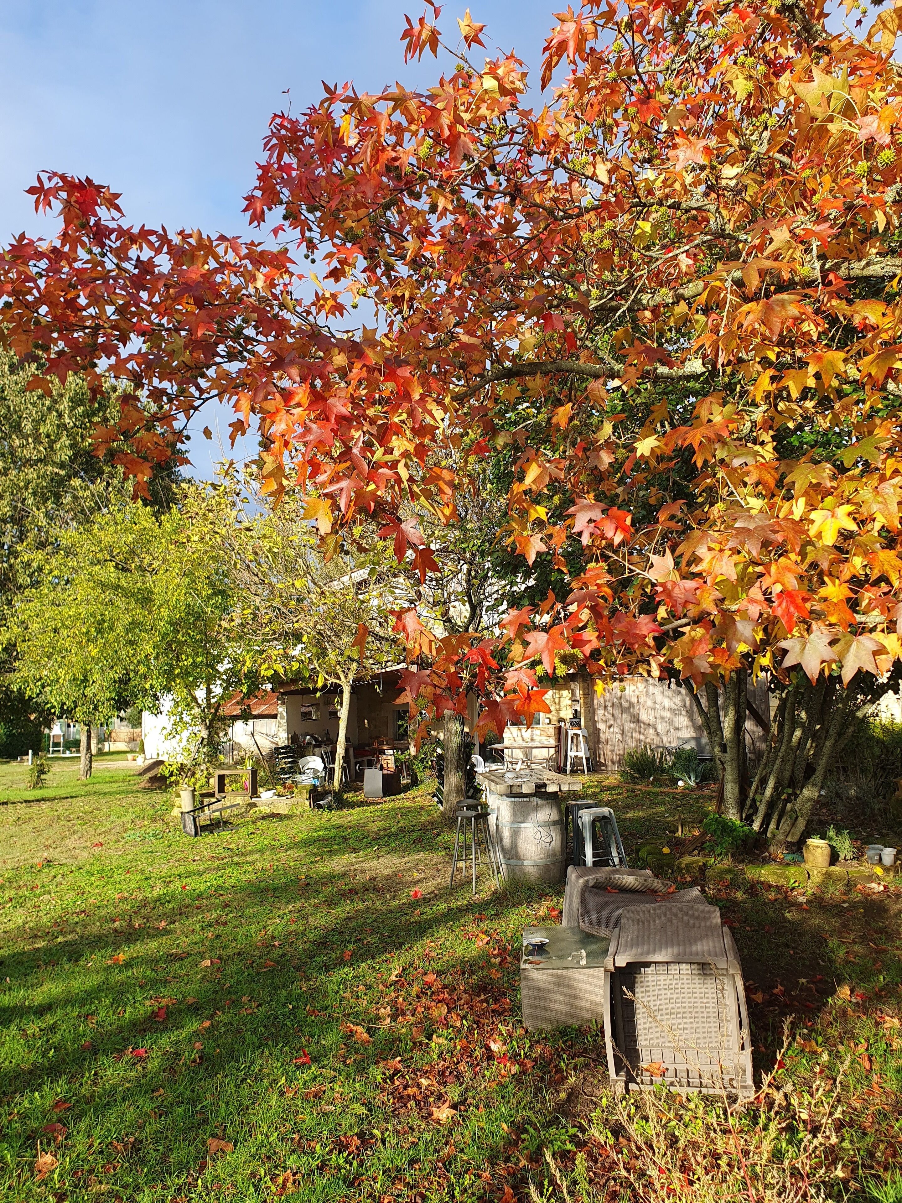 A garden with a variety of trees, including a prominent maple tree with autumn leaves. There are outdoor seating areas and a building in the background.