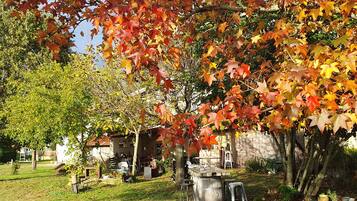 A garden with a variety of trees, including a prominent maple tree with autumn leaves. There are outdoor seating areas and a building in the background.